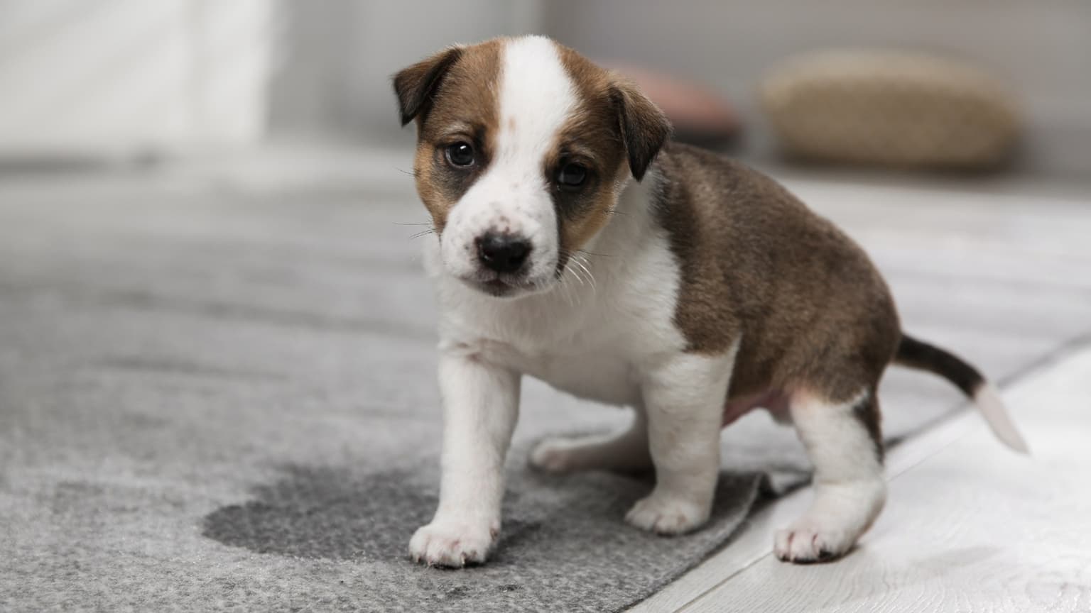 Pet Odor & Stain Removal